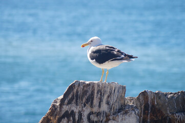 Fototapeta premium La Gaviota