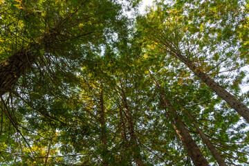 green leaves and sky