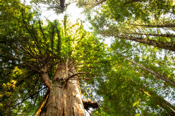 trees in the forest
