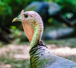 Turkey Headshot