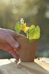 Spring seedlings. Cucumber seedlings in peat pots in male hands on a wooden table in a...