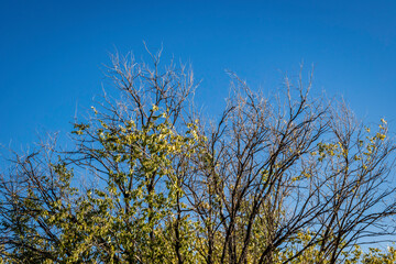 Dying Trees Inhabit the Sky