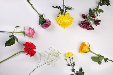 Daisy chrysanthemum mum rose baby breath flower red yellow pink purple violet on white background