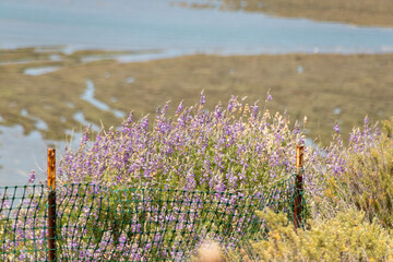 Purple flowers