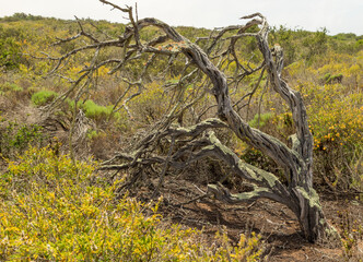 Mossed over tree 