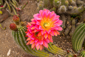 cactus in the garden