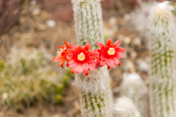Cactus flower 