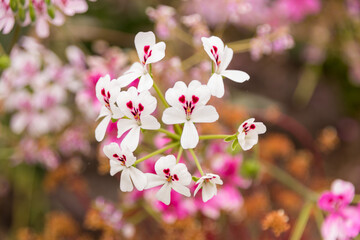 White heart flower 