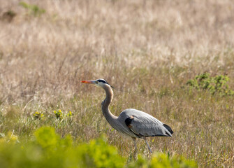 Grey egret 