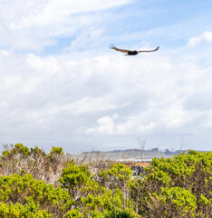 Vulture in flight 