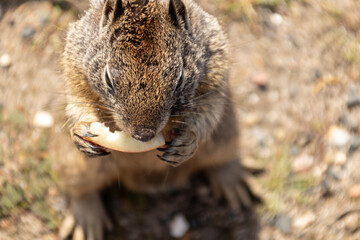 Squirrel snacking 