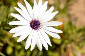daisy flower