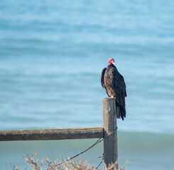 Turkey vulture 
