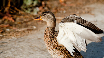 Fototapeta premium Duck Wings Open