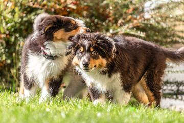 Portrait of australian shepherd puppy dogs playing in a garden outdoors