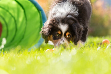 Portrait of a tricolor australian shepherd puppy dog in front of an agility tunnel