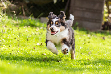 Portrait of a cute tricolor australian shepherd puppy dog in a garden outdoors