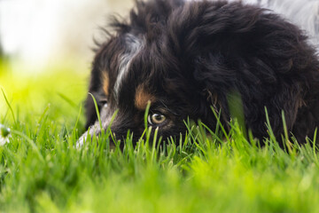 Portrait of a cute tricolor australian shepherd puppy dog in a garden outdoors