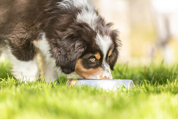Portrait of a cute australian shepherd puppy drinking out of a water bowl