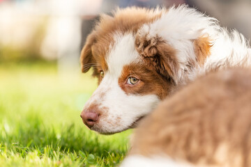 Portrait of a cute australian shepherd dog puppy