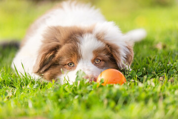 Close-up of a cute australian shepherd puppy playing with a ball in a garden outdoors