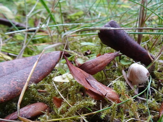 mushrooms in the backyard