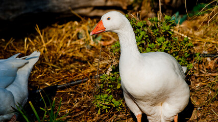 Goose © Simone