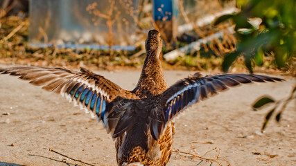 Duck Flapping