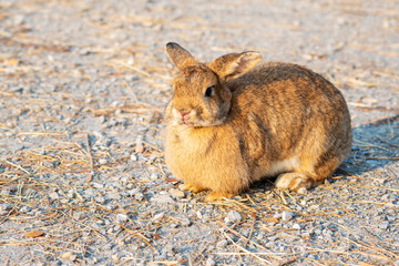 Fluffy brown bunny rabbit sitting on the dry grass over environment natural light background. Furry cute wild-animal single at outdoor. Easter animal concept.