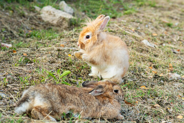 Naklejka na ściany i meble Easter family animal bunny concept. Adorable young brown rabbit standing on dry grass together with big brown bunny lying front at outdoors.