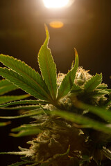 Marijuana leaves and bud.