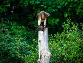 Red Tailed Hawk at raptor center in Pine Mountain Georgia.