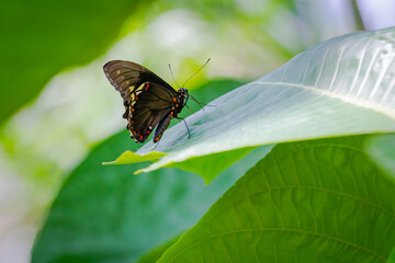 Orange and black long wing butterfly at butterfly gardens in Pine Mountain Georgia.
