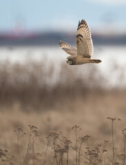 Owls in flight
