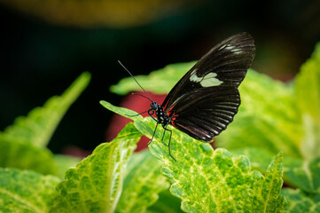Cattle Heart Butterfly at butterfly gardens in Pine Mountain Georgia.