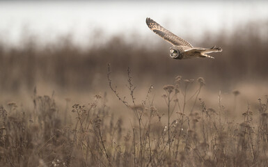 Owls in flight
