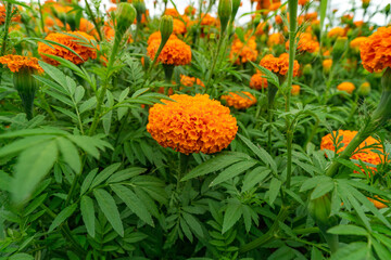 Cempasuchil flower (marigold) in a fiel from Oaxaca for day of the death