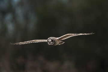 Short Eared Owl in Flight