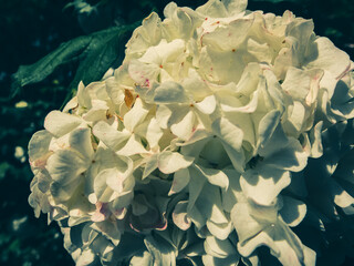 Flowers in the garden