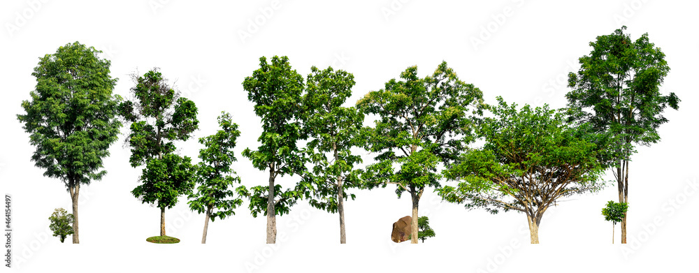 Poster green trees isolated on white background. forest and leaves in summer rows of trees and bushes