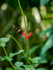 Red Postman Butterfly at butterfly gardens in Pine Mountain Georgia.