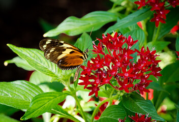 Exotic butterfly closeup at butterfly gardens in Pine Mountain Georgia.