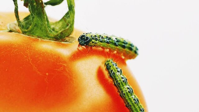 green caterpillars on ripe tomatoes on a white background 4K