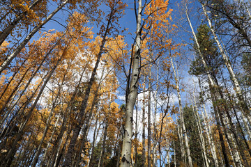 Tree top canopy of golden leaves in the autumn