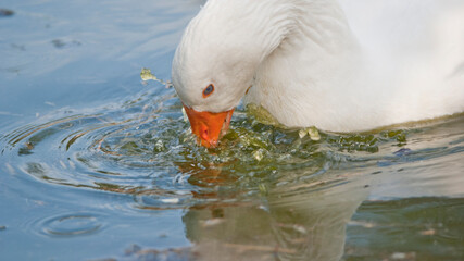 Goose Splashing © Simone