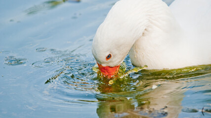 Goose Splashing © Simone