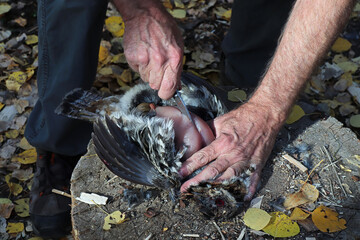 Obraz premium Closeup view of cutting wild chicken breast out