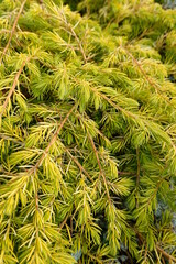 Close-up Juniperus conferta (All Gold).