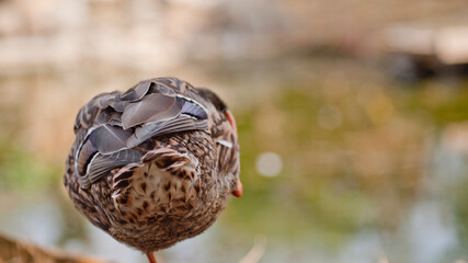 Duck on One Leg