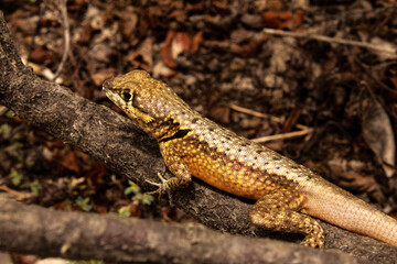 lizard on the rock